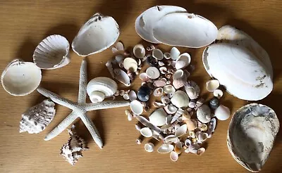 Selection Of  Mixed  SEA SHELLS • £4.14