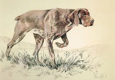 £5.95 • Buy Short Haired German Pointer Print Picture Limited Edition DT12