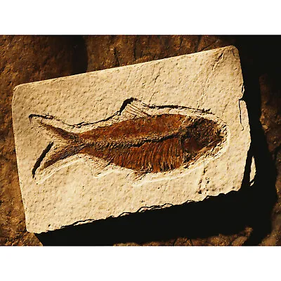 PHOTOGRAPHY ARCHEOLOGY FISH FOSSIL STONE ANCIENT FINE ART PRINT POSTER 30x40cm C • £11.99
