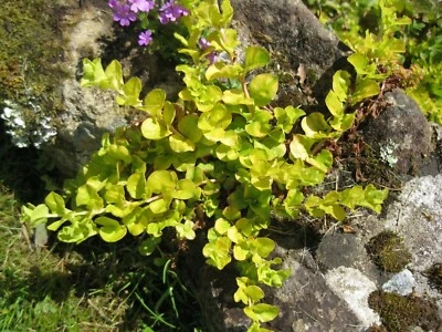£8.50 • Buy 2 X Golden Creeping Jenny (Lysimachia Nummularia) Marginal Pond Trailing Plants