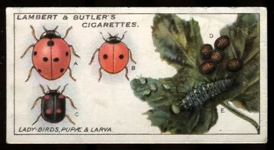 Tobacco Card Lambert Butler GARDEN LIFE 1930 Ladybirds Pupae & Larva #11 • £2