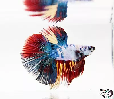 Nemo Dragon Candy Koi. Halfmoon. Male Betta Fish. Free Shipping. • $50