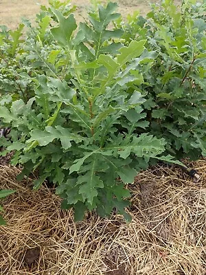 Four (4) Bur Oak Seedlings - 12-24  Tall - Bareroot • $29