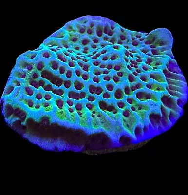 Live Coral Montipora Confusa 3/4 + • $15