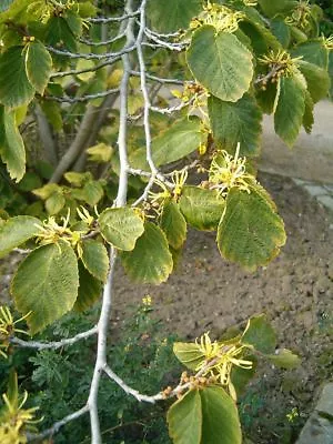 £1.99 • Buy Witch Hazel.  Hamamelis Virginiana  10 Seeds Great For Insect Bites And Wounds.