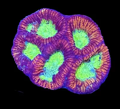 Lunar Eclipse Rainbow Favia Coral Frag XL 2”  - WYSIWYG LPS Corals - • $59.99