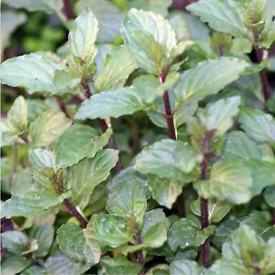 200 Seeds - Chocolate Mint Plant Seeds - Back To The Roots Mint 'Peppermint' • $6.99