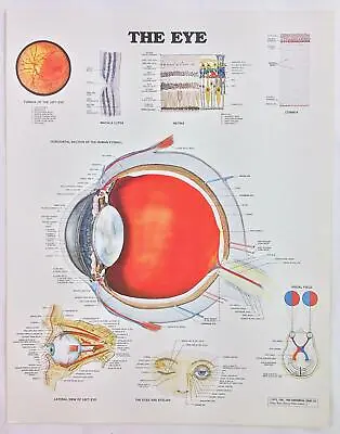 Vintage The Anatomical Chart Series Book Print 1988 The Eye • $19.99