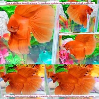 Super Orange Halfmoon Male - IMPORT LIVE BETTA FISH FROM THAILAND • $25