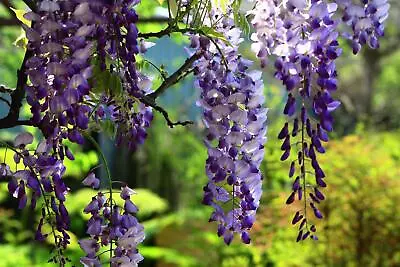 Wisteria Caroline Climbing Plant Grafted Large 6-7ft Tall In A 10 Litre Pot • £69.99