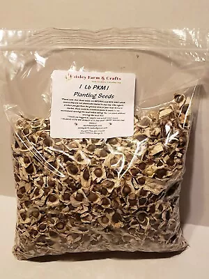 Moringa Oleifera PKM1 Malunggay Seeds - By The Pound! Paisley Farm & Crafts • $23.50