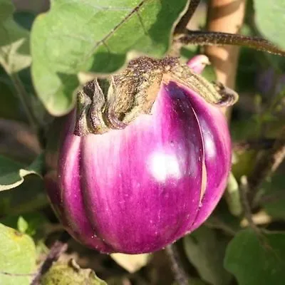 Aubergine  Violetta Di Firenze  500 Seeds • £2.69