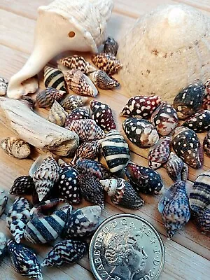 X50 Dark SEASHELLS Small Tiny Mini Sea Shells Craft Wedding Beach Confetti 10mm • £4.49