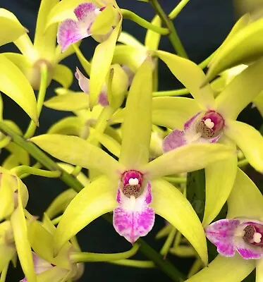 $11.95 • Buy HN58 Orchids Dendrobium Saigon Genius Seedling