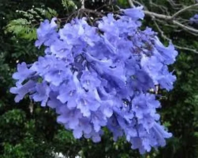 Jacaranda Mimosifolia Tree Seeds Blue Trumpet Shaped Flowers 1000 Seeds • £49.63