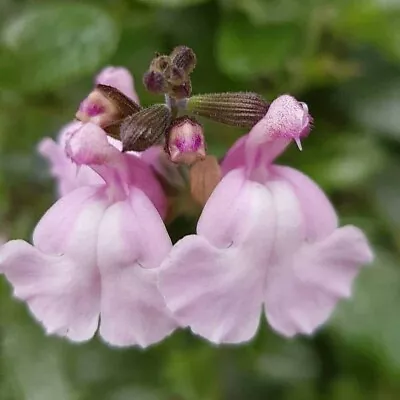 3 X Salvia Peter Vidgeon Plug Plants Aromatic Sage Perennial Lilac Pink Flowers • £9.95