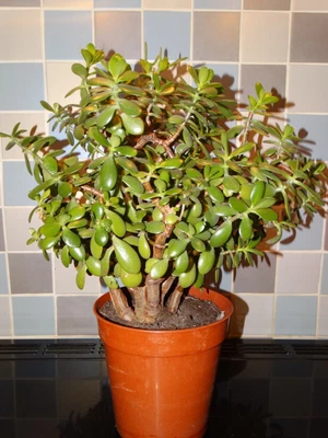 £35 • Buy Large Money Plant Jade Tree House Crassula Ovata 22  High Chinese New Year Lucky