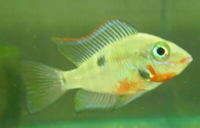 3 Firemouth Meeki Cichlid Live Freshwater Aquarium Fish • $34.99