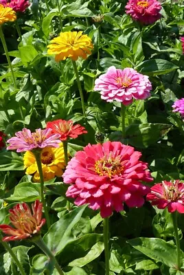 Zinnia Elegans & Cosmos Bright Lights & Osteospermum  & African Marigold Seeds • £2.59