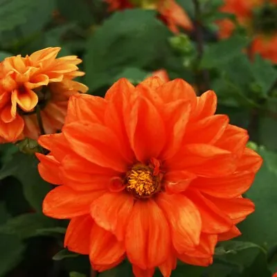 Dahlia- Opera- Orange- 15 Seeds - - BOGO 50% Off SALE • $3.79