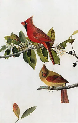 $14.99 • Buy Audubon Reproductions: Watercolor Study - Northern Cardinal -  Fine Art Print