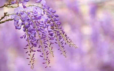 £2.99 • Buy 10x Wisteria Sinensis Seeds 2022