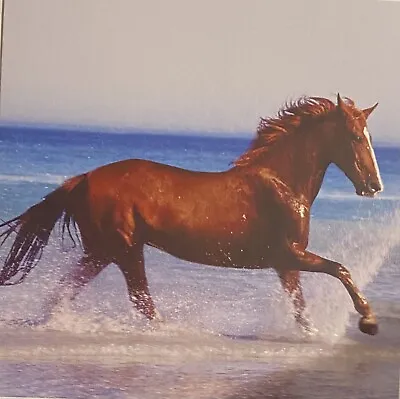 'In The Surf' Beautiful Brown Horse Running In The Sea Birthday Card Blank  • £2.25