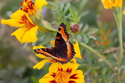 199+ Marigold FRENCH DWARF   NAUGHTY MARIETTA   Seeds 16 Inches NON-GMO • $1.98