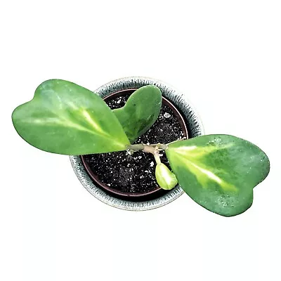 Hoya Kerrii Reverse Variegated - Perfect Gift For Valentine's Day - CA Seller • $18.99