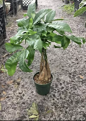 Money Tree Tall In Pot Live Plant Easy Care Indoor Or Outdoor • $22