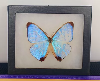 Morpho Sulkowski A1 Real Framed Butterfly Purple Color Mounted Riker Framed  • $70