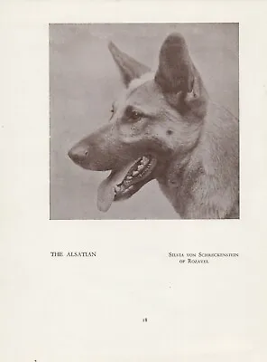 Alsatian German Shepherd Head Studyold Vintage 1934 Named Dog Print Page  • $6.21