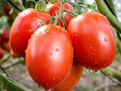 100+ Roma Heirloom Tomato Seeds Fresh Vegetable Garden Seeds USA • $2.19