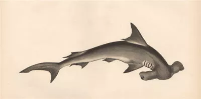 HAMMERHEAD SHARK. Balance Fish. COUCH 1862 Old Antique Vintage Print Picture • $23.61