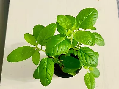 HOLY BASIL PLANTS~(Tulsi)SACRED BASIL WELL ROOTED LIVE PLANTS 3 TO 5 INCHES • $7.50