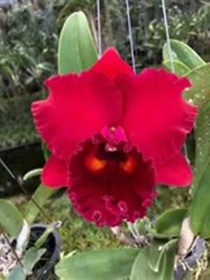 $12 • Buy Cattleya Mericlone Seedling Plant...Rlc Thaksina Red #2