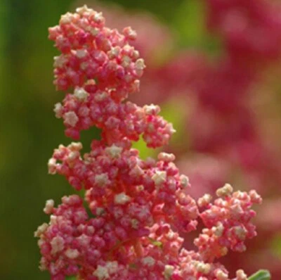 $4.40 • Buy H140 QUINOA CHERRY VANILLA X30 Seeds ROSE CREAM WHITE ORNAMENTAL HIGH PROTEIN