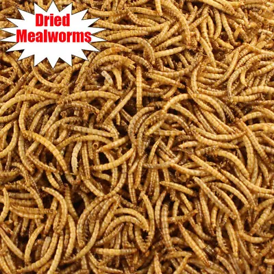 Wholesale Bulk Dried Mealworms For Wild Birds Food Blue Bird Chickens Hen Treats • $199.98