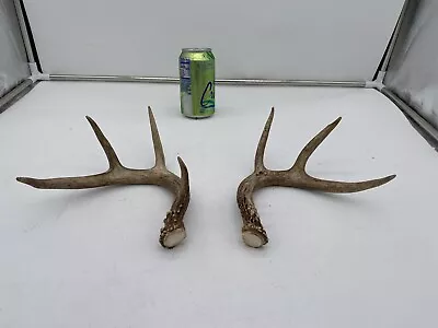 8 Point Big Wild Whitetail Deer Antler Shed Mount Antlers Decor Buck Horns Rack • $24.99