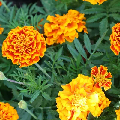 Sparky Mix Marigold Seeds | Non-GMO | Free Shipping | Seed Store | 1189 • $1.99