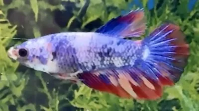 Female Blue Multi Coloured Halfmoon Betta • £12