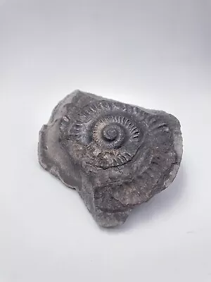 Ancient Dactylioceras Ammonite Fossil Millions Of Years Old 11cm • $14.67