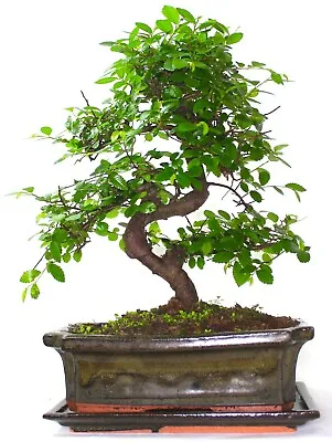 £62.99 • Buy Chinese Elm Bonsai Tree - Choose Your Size And Options