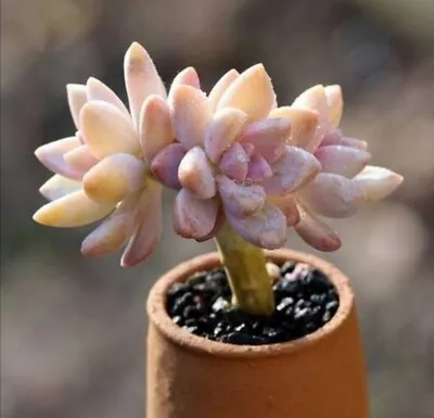 Victor Kane *cutting* 6cm Diameter Graptopetalum Succulent  • $2.50