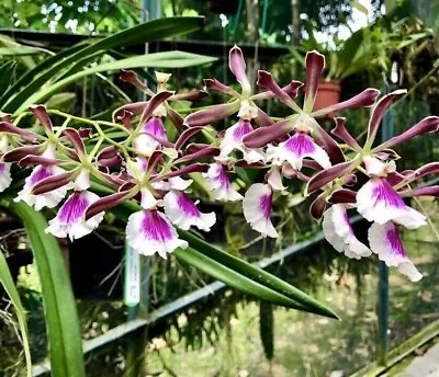 IN SPIKE / BUD ~ Epidendrum Orchid ~ Epi. Rioclarense ~ 4  Pot • $34.99