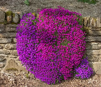 £2.99 • Buy 50 Mixed Purple And Red Aubrietia Seeds  Alpine Rock Garden Plant Perennial