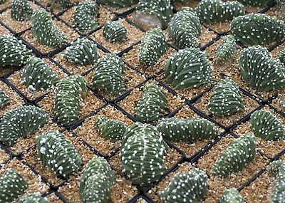 Echinopsis Crested - Rare And Sculptural Succulent Collector's Item • $65.90