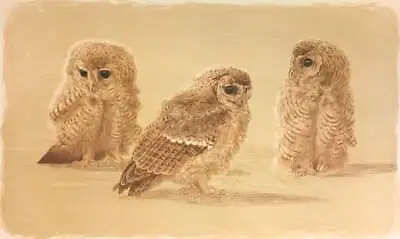 £92.25 • Buy Keith Brockie - Tawny Owl Chick Studies - S/N Lithograph - Signed - MINT