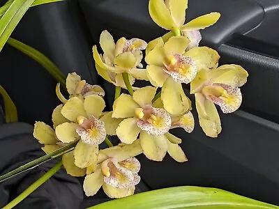$28 • Buy Cymbidium Orchid Cascading Miniature Sarah Jean 'Amanda' 