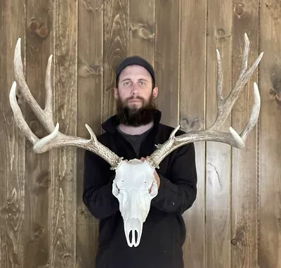 Dark Perfect 6x5 Mule Deer Antler Horn Fake Skull Mount Taxidermy Rack Man Cave • $139